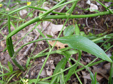 Feuilles généralement entières pouvant parfois être légérement dentées. Les supérieures sont subsessiles tandis que les inférieures sont longuement pétiolées. Agrandir dans une nouvelle fenêtre (ou onglet)